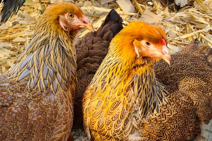 Double lacing patterns as a result of multiple gene expression, typically seen with Barnevelders
