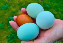 blue and brown colored chicken eggs