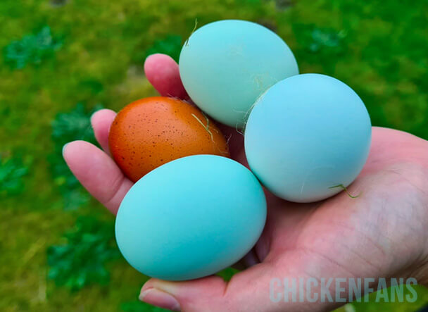 Egg Color Genetics