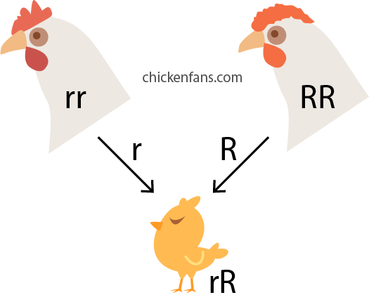 Infographic of passing chicken genes from a hen with a single comb (rr) and rooster with a rose comb (RR) to a baby chick (r).