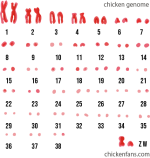 Chicken Breeding and Genetics | Chicken Fans