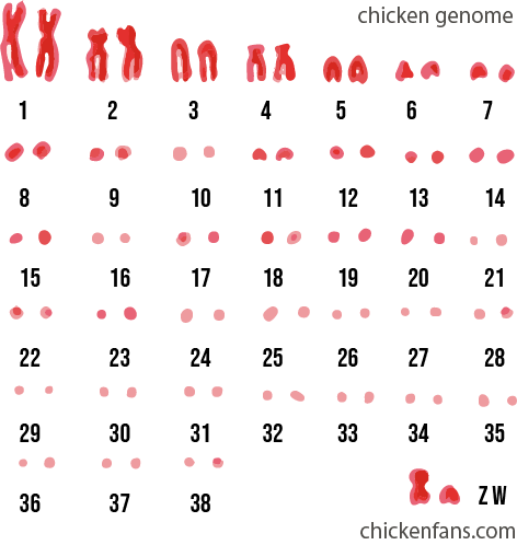 The chicken genome, showing 39 chromosome pairs, including the sex chromosomes Z and W