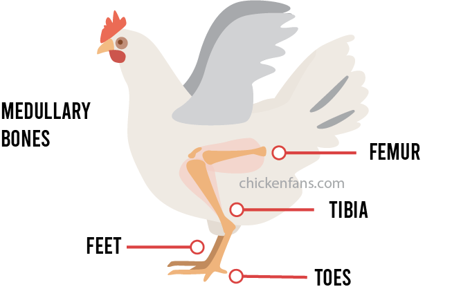 illustration of chicken bones in the chicken, showing the location of the Tibia, Femur, feet and toes
