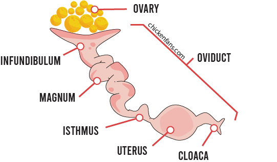 chicken ovary and oviduct with infundibulum, magnum, isthmus, uterus and cloaca