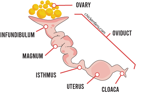 chicken ovary oviduct with egg yolks in their follicle sac