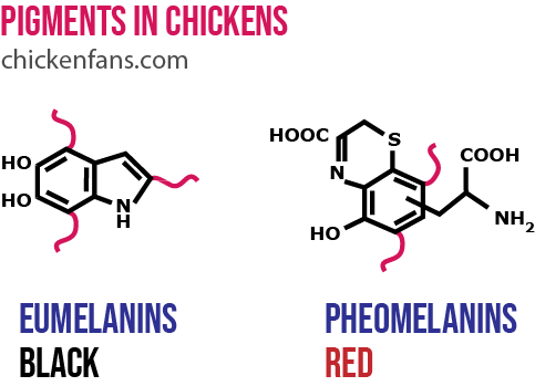 Chemical representation of pigments in chickens with eumelanins representing black pigments and pheomelanins representing red pigments.