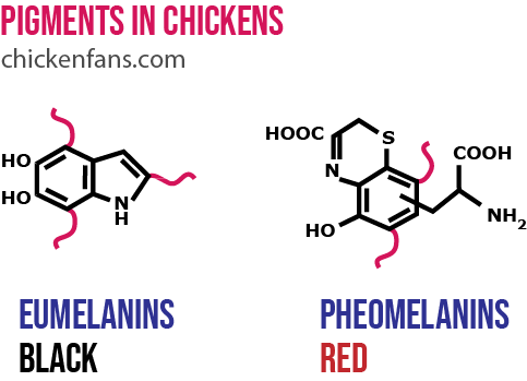 illustration of chemical molecules of black pigment (eumelanin) and red pigment (pheomelanin) in chickens