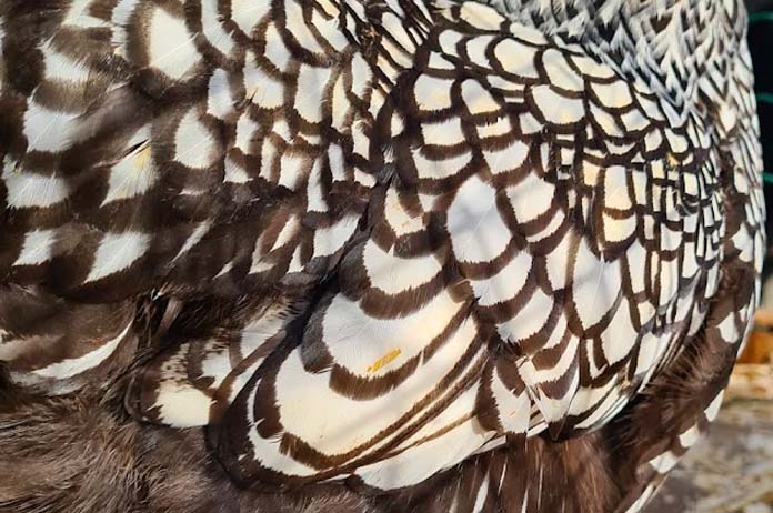 Single lacing pattern on the feathers showing a black rim over a silver ground color, typically seen in Silver Laced Wyandottes