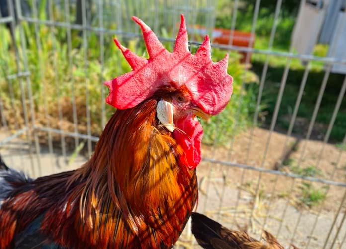 Dutch Bantam Chicken