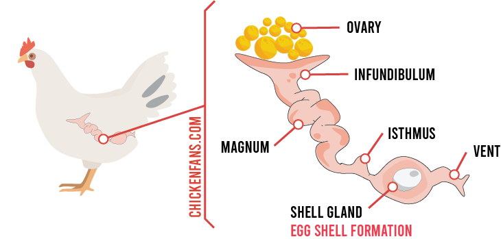 Egg Shell Formation in a Chicken