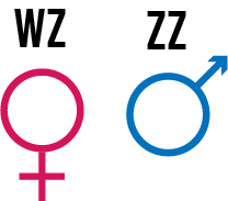 Sex chromosomes for chickens, with WZ being female an ZZ being male.