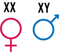 Sex chromosomes X and Y for humans, with XX being female and XY being male