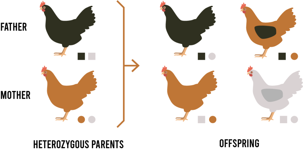 Example breeding patterns when heterozygous parents breed with different alleles and the results on the offspring