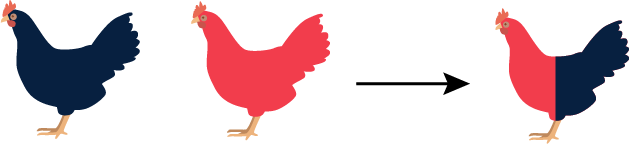 Blood Percentage of direct children when breeding chickens