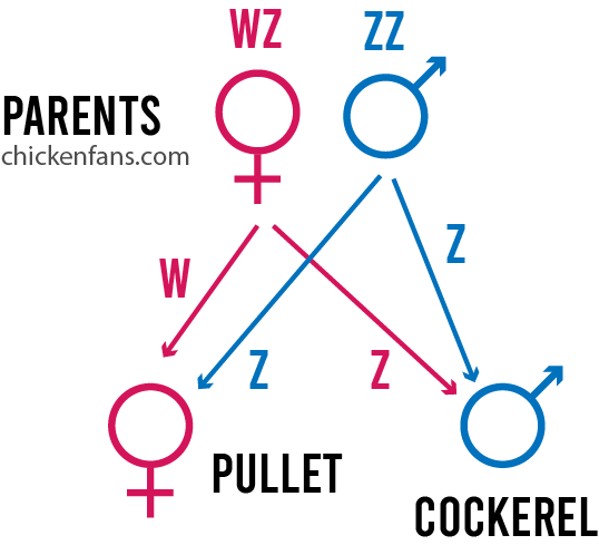 Possible scenario's from parent chickens to pass on their sex chromosomes to the chicks to create pullets (WZ) or cockerels (ZZ).