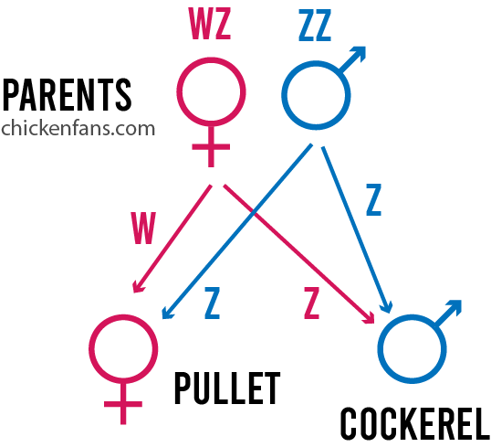 graphical representation of the distribution of W and Z chromosomes in chickens