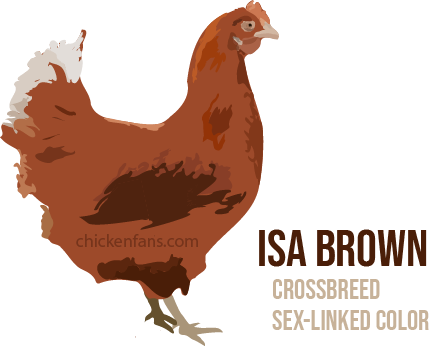 The ISA Brown is a crossbreed and has sex-linked colored chicks