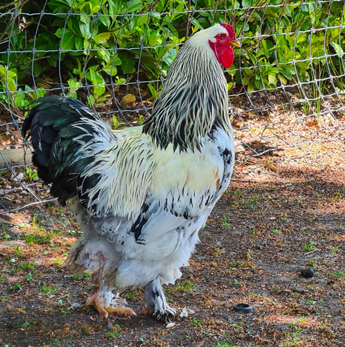 brahma chicken