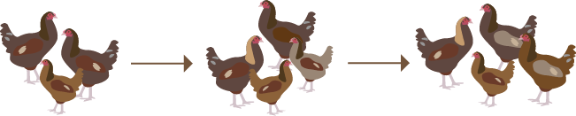 Multiple iterations of linebreeding with chickens
