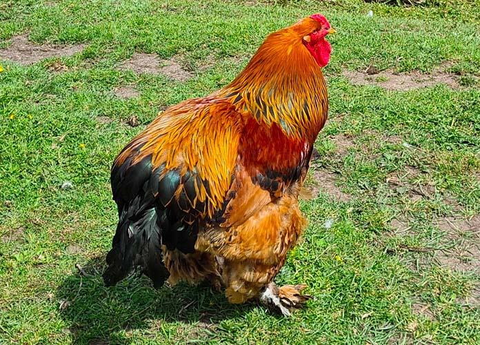 Partridge Colored Brahma Chicken