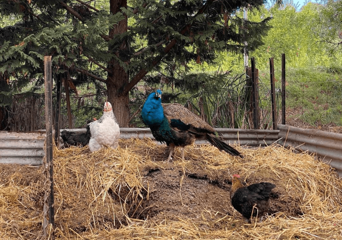 peacock and backyard chickens