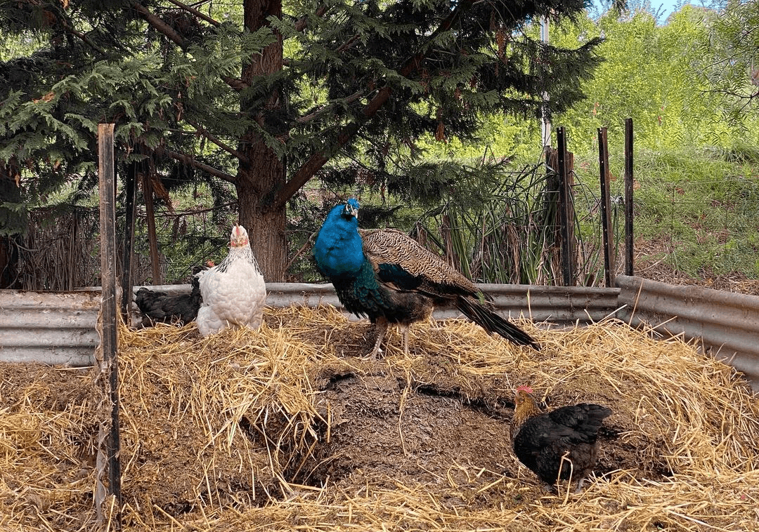 peacock chicks