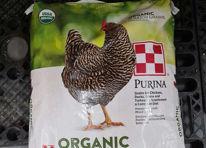 plymouth rock chicken food
