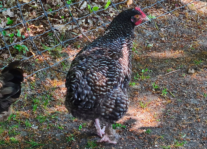 malines vs plymouth rock chickens