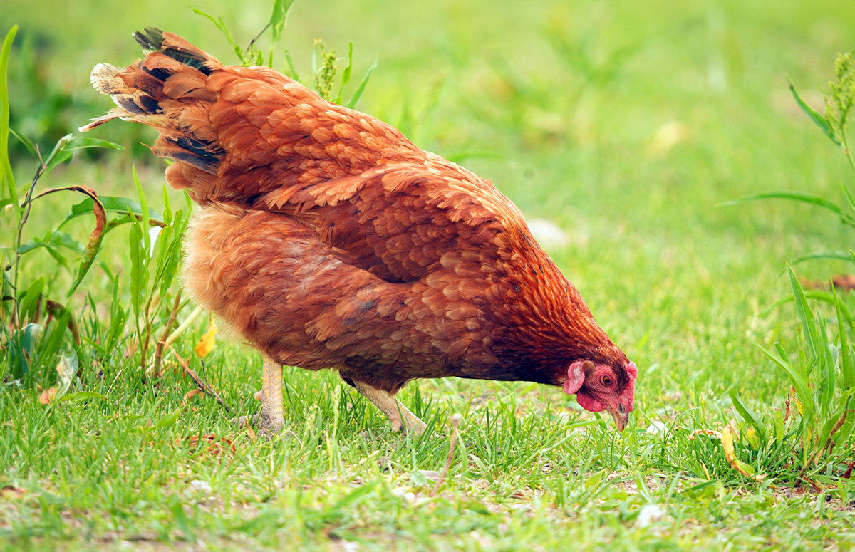 a rhode island red hen