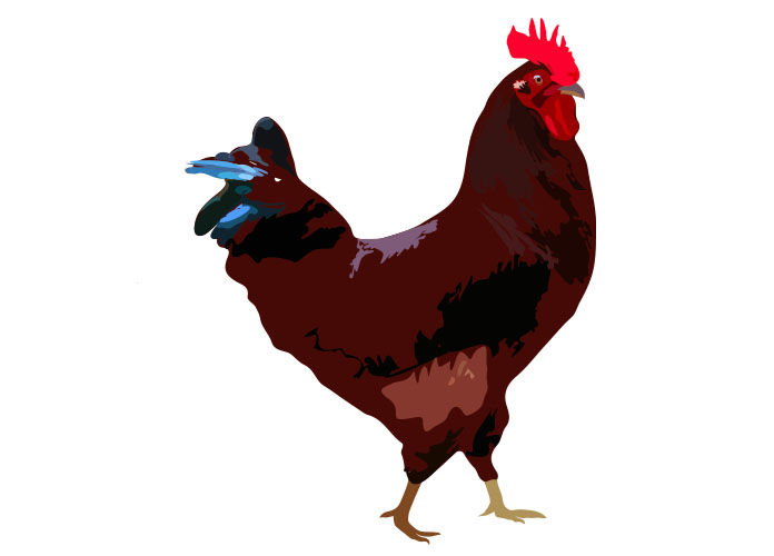 rhode island red