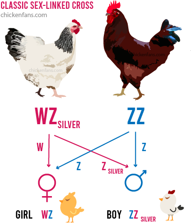 Possible chick outcomes when breeding a light Sussex that carries the Silver gene on it's Z-chromosome and a pure-bred Rhode Island Red. Girls are colored and boys are pale.