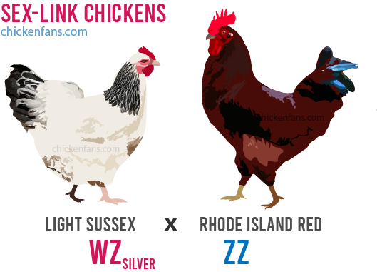 Sex Link mating with a light Sussex carrying the Silver gene on it's Z-chromosome and a pure bred Rhode Island Red