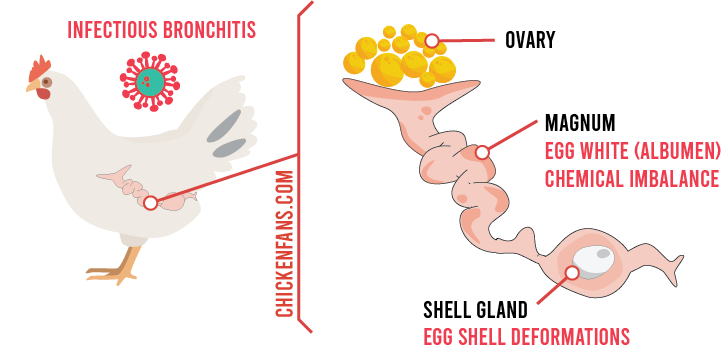 Infectious bronchitis in a chicken distorts the chemical balance in the Magnum, resulting in egg shell deformations in the shell gland