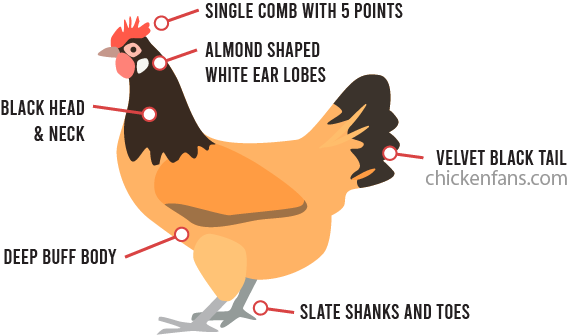 Infographic of the haracteristics of the Vorwerk chicken