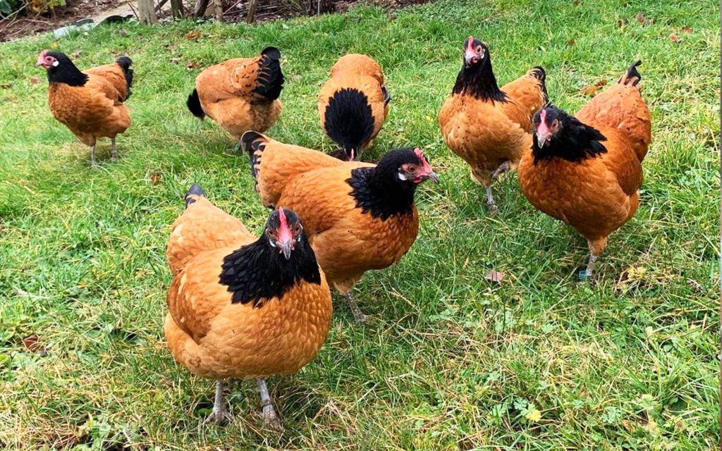 vorwerk chicken are also fancy chickens