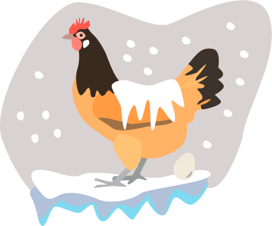 Vorwerk chicken laying an egg in the winter