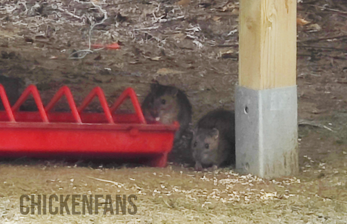 two rats inside a chicken coop eating the feed