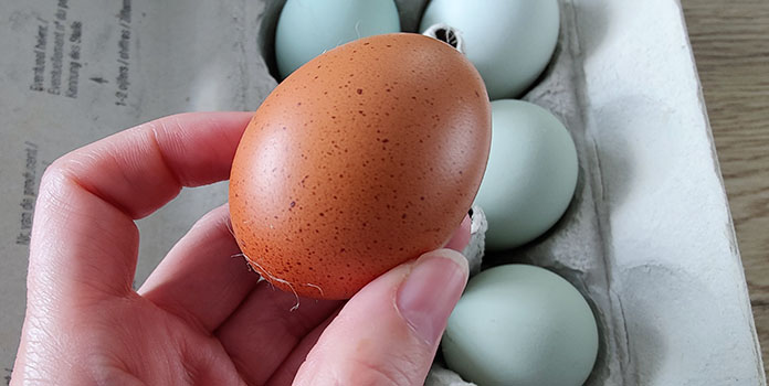 brown chicken egg