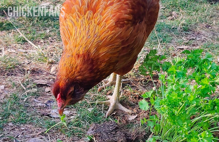 chicken eating parsley
