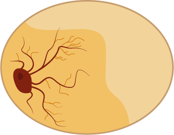 blood vessels growing into the egg from an embryo