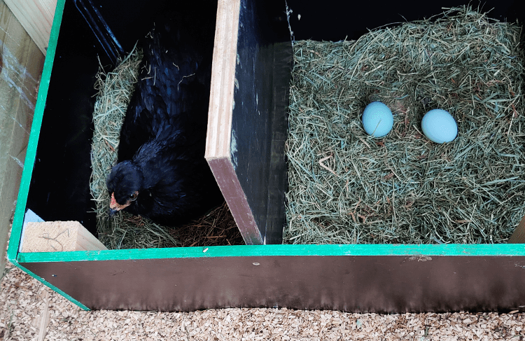 chicken inside a nesting box