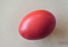 purple chicken egg