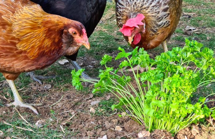 chickens eating parsley