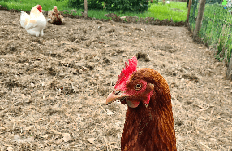 5 Reasons Why Your Chicken Is Scared
