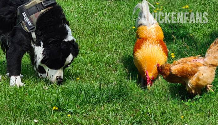 border collie with chickens eating from the ground