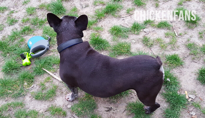 a dog standing in a chicken run on top of chicken poop and dirt