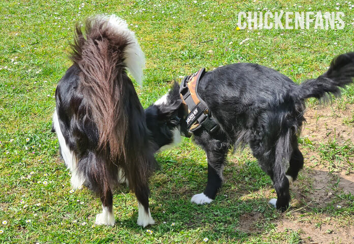 two border collie dogs sniffing on the ground