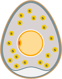 egg infographic showing sulfur in the egg white surrounding the egg yolk