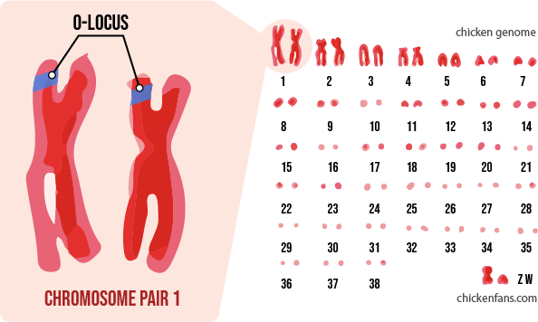 Chicken chromosomes depicting the o-locus that controls blue pigments in the eggs