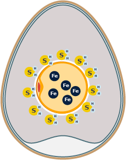 hydrogen sulfide surrounding the egg yolk with iron swarming freely in the egg yolk